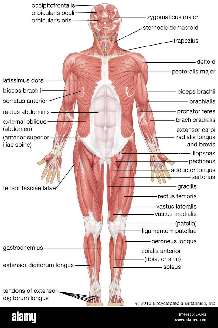Riflessologia plantare Ladispoli OlisticaMente · Foto 8